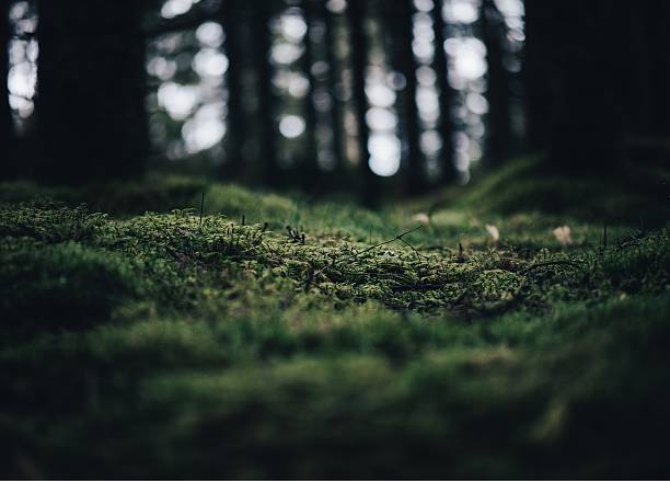 moss lies like a blanket in forest in authumn beutiful background