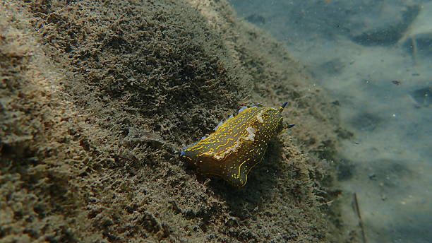 istock Giant doris or Regal sea goddess (Felimare picta) undersea 2254732033