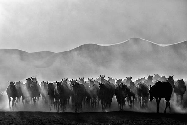 istock Wild Horse Herd Running Through Dust in Black and White Landscape 2254732280