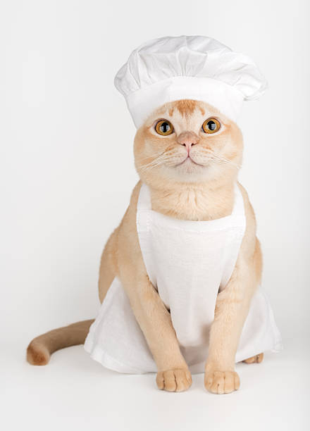 istock Funny burmese cat in chef hat and apron 2254733577