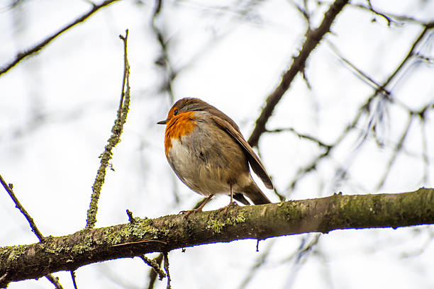 istock A close-up view of  a Robin Redbreast bird  perched on a tree branch. 2254734485