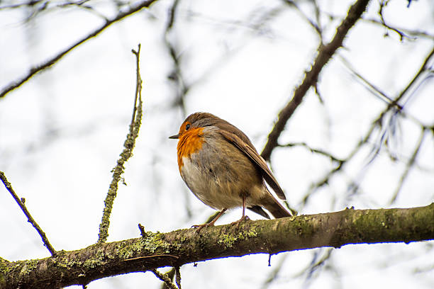 istock A close-up view of  a Robin Redbreast bird  perched on a tree branch. 2254734486