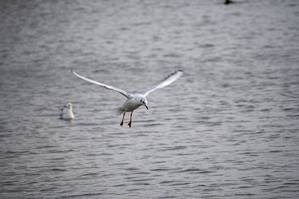 A Black headed gull in flight over water at the Attenborough Nature Reserve in Nottingham, UK.