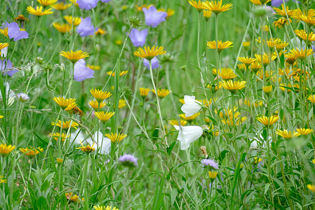 istock Flower meadow with dandelions 2254735468