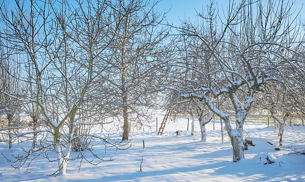 Tree covered with snow at Valley Forge National Historic Park, King of Prussia, Pennsylvania, USA