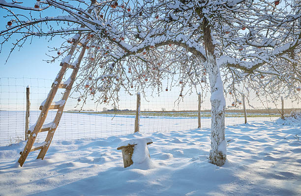 Single red apple hanging on bare snow-covered branch during sunny winter day with blurred background.