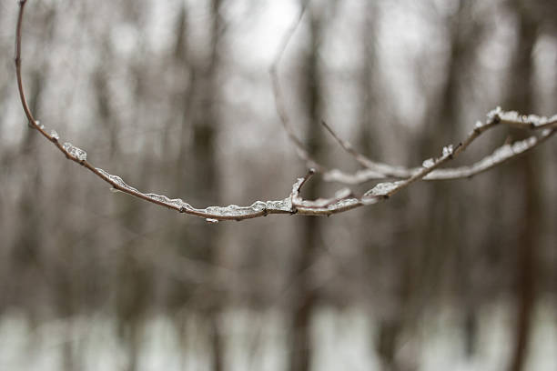 Winter Forest Walk Covered With Snow.