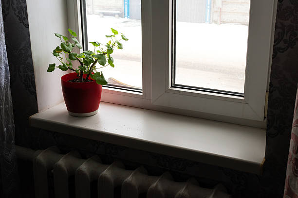 A flower in a pot on the windowsill