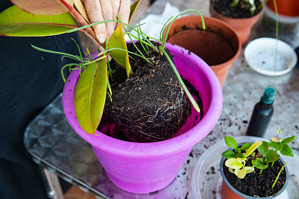 istock process of repotting a plant into a new pot 2254739686
