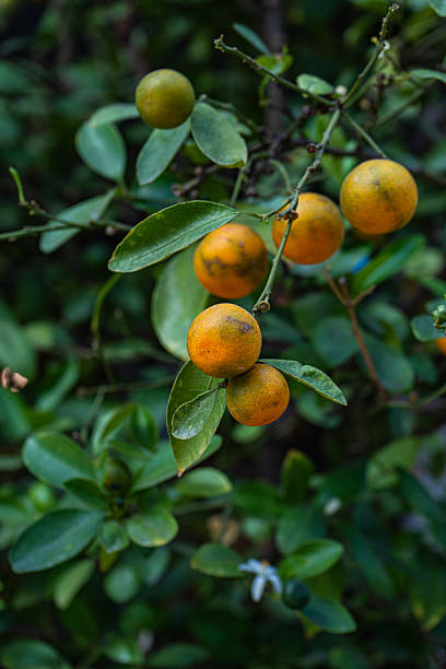 istock Fresh lemon tree with fruits 2254739797
