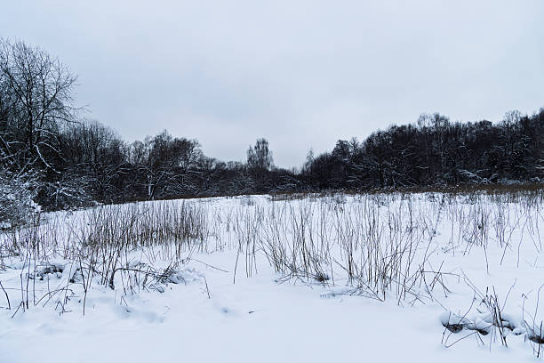 istock snow-covered field with dry bushes and bare trees in winter forest, overcast sky 2254739972