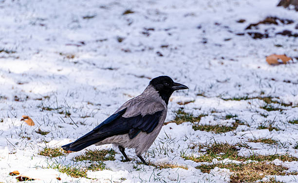 istock Cute crow in the winter park 2254740282