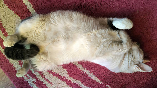 istock domestic white cat sleeping on the couch in a funny pose 2254740701