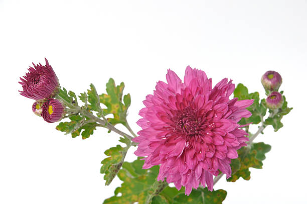 Pink chrysanthemum on a white background