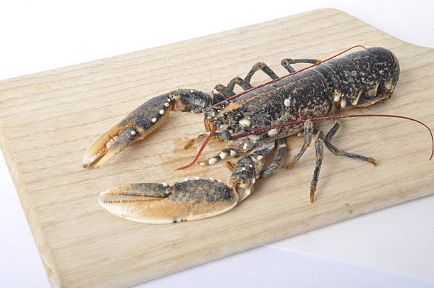 breton Lobster alive on a cutting board