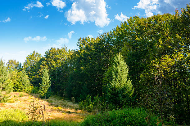 istock beech forest on the hill in late summer 2254743338