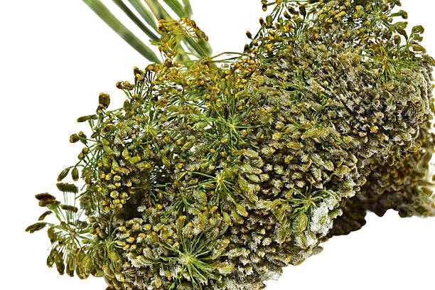 Frozen bunch of green umbrellas of aromatic dill isolated on white background.