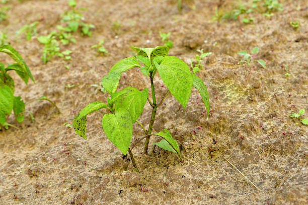 The first green leaves on a bell pepper bush that has sprouted in a garden bed.