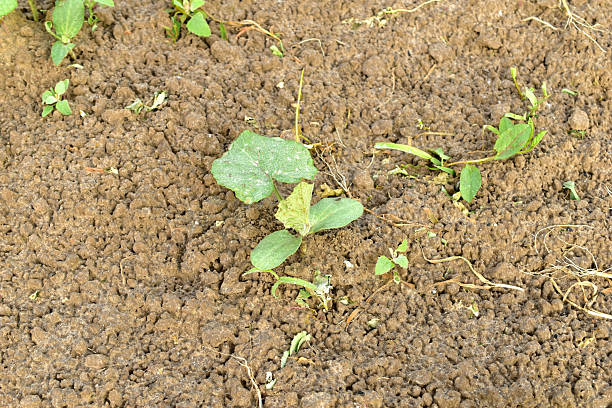 The first leaves to emerge in the cucumber garden.