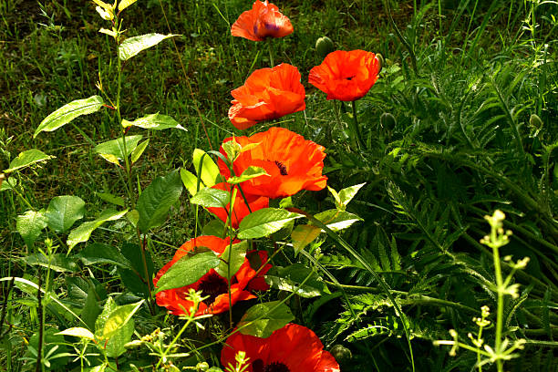 A row of blooming red poppies grows in the green grass.