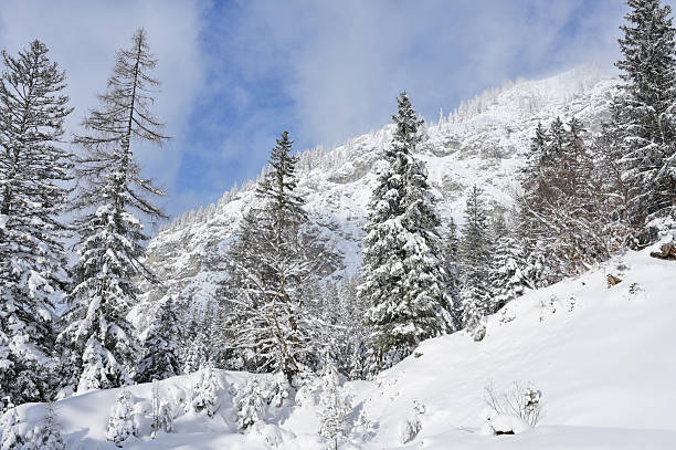 Snow covering coniferous trees and rugged mountains under a blue sky