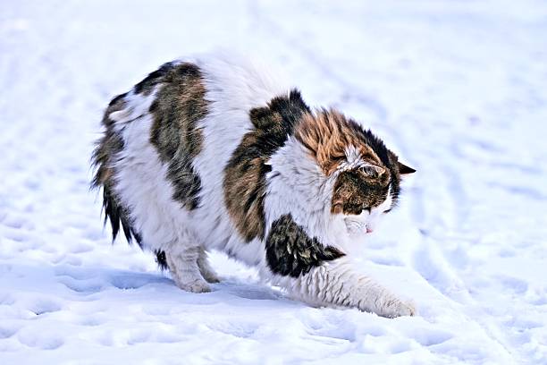 Fat red cat walks in the snow.