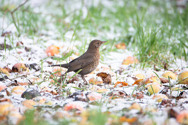istock Eurasian common blackbird eats rotten apple, Turdus merula in winter, true thrush searching for food in the snow, brown female bird with yellow bill 2254749911