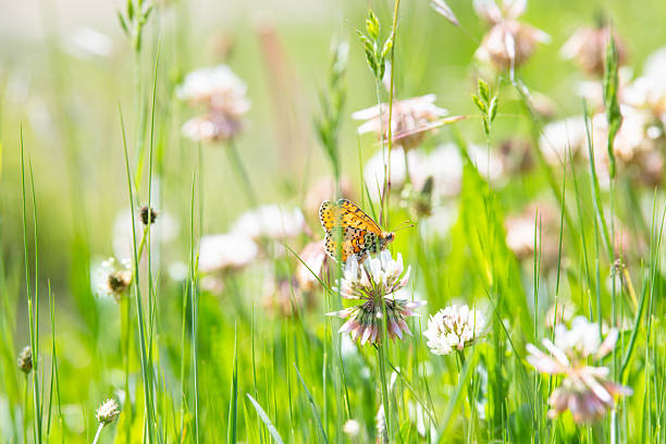 Brenthis daphne, marbled fritillary butterfly sitting on a spring meadow with clover flowers, bright orange wings, incomplete black marginal band