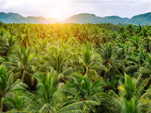 Lush palm trees blanket a tropical landscape on Siargao Island as warm sunlight breaks through the canopy, capturing a serene, sunny moment in a vibrant island paradise.