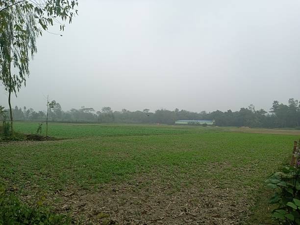 istock Foggy farmland with trees 2254751059