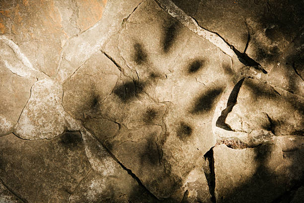 The shadow of a man raising a hand, projected on the ground covered with pine needles