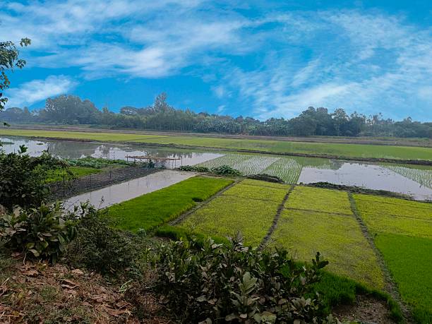 Green agricultural fields with irrigation cana