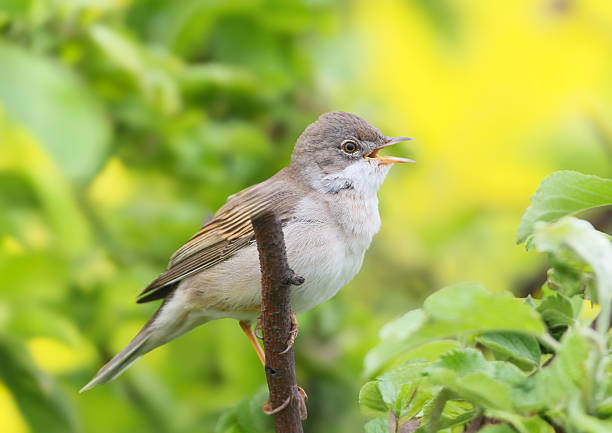 istock The common whitethroat or greater whitethroat (Curruca communis) 2254756900