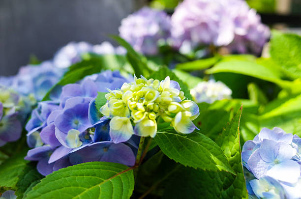 A beautiful blue and white hortensia flower illuminated by the sun of the afternoon, in a garden at the eastern Andes mountains of central Colombia.