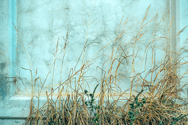 Dry wild grass growing against pale blue concrete wall texture with copy space