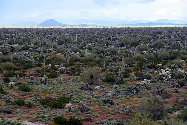 istock Landscape Sonoran Desert Arizona 2254759678