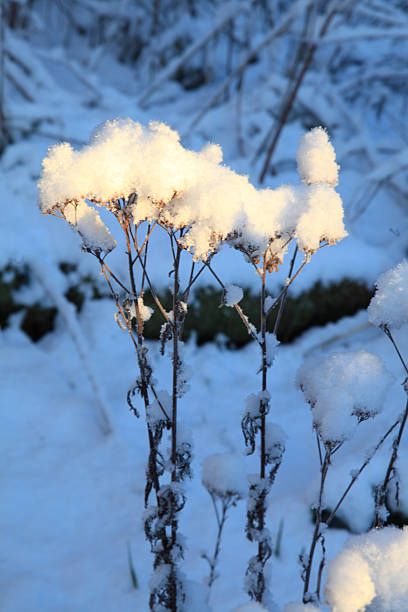 Sunlit snow covered seed heads with a shaded background