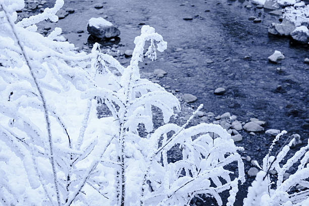 River Amper in Bavaria, Germany in Winter. Frozen forest and icy branches in Winter wonderland. Near Fürstenfeldbruck. Woman and dog.