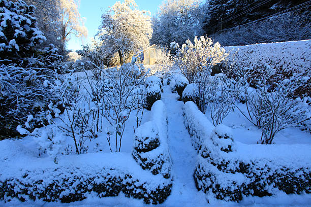 Snow on box and roses with a greeenhouse in then background