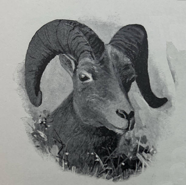 istock Antique illustration - head of a mountain sheep 2254762415