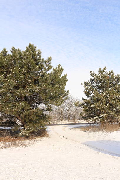 A snow covered tree in a snowy field. Outdoor. Tree. Nature. Plant. Shore