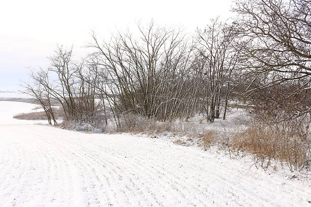 A snowy field with trees. Snow. Outdoor. Tree. Covered. Nature