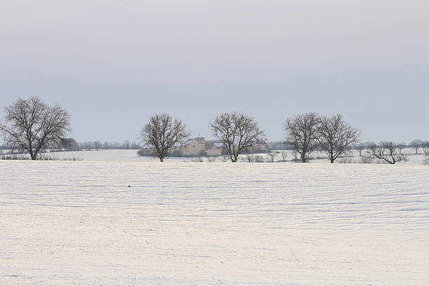 A lone tree has the sun shining on it with dark clouds in the background in the winter snow.