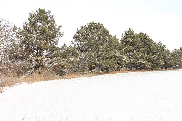 A snowy field with trees. Outdoor. Tree. Sky. Snow. Nature