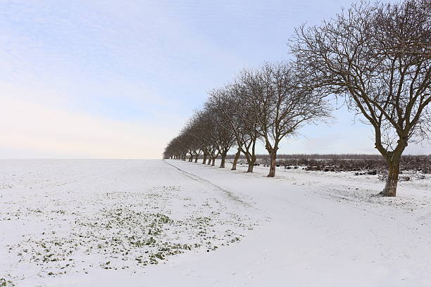 white icy trees in harmonic snow covered landscape