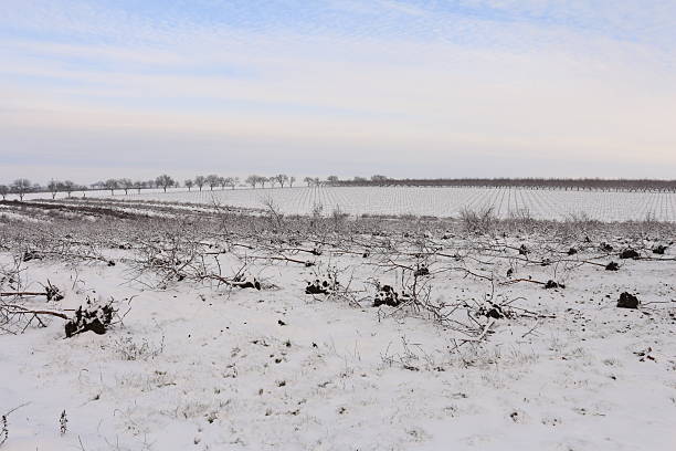 Winter Vineyard Covered in Snow with Bare Vines and Gray Sky.