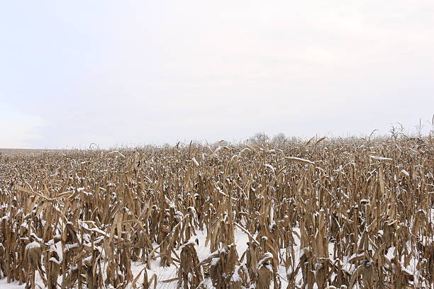 istock A field of cotton 2254764135