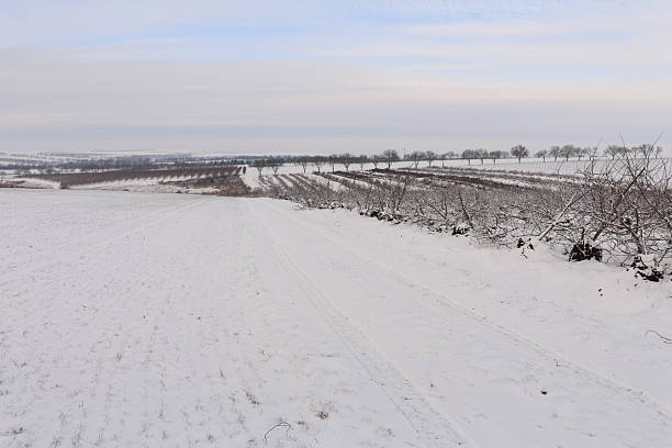 High-angle drone shot capturing the geometric patterns of a vineyard blanketed in white snow during winter in St. Catharines, Ontario. The Queen Elizabeth Way (QEW) highway runs alongside the dormant grapevines, illustrating the intersection of agriculture and infrastructure in the Niagara Peninsula. A clean, minimalist landscape perfect for themes of viticulture, Canadian winter, and regional transportation.