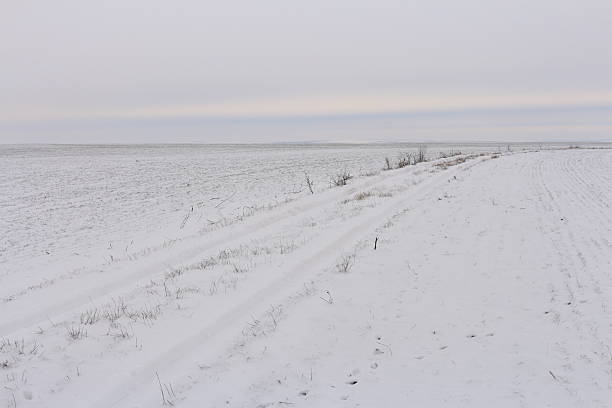 A snowy field with plants. Snow. Outdoor. Sky. Nature. Shore