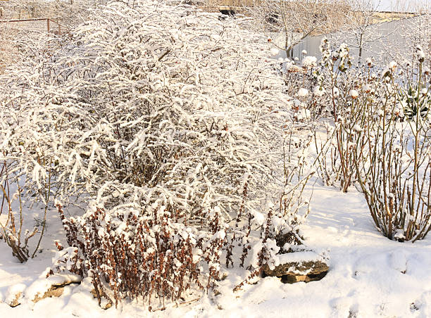 Snow covered yard in a beautiful neigborhood in Bucharest.Christmas landscape